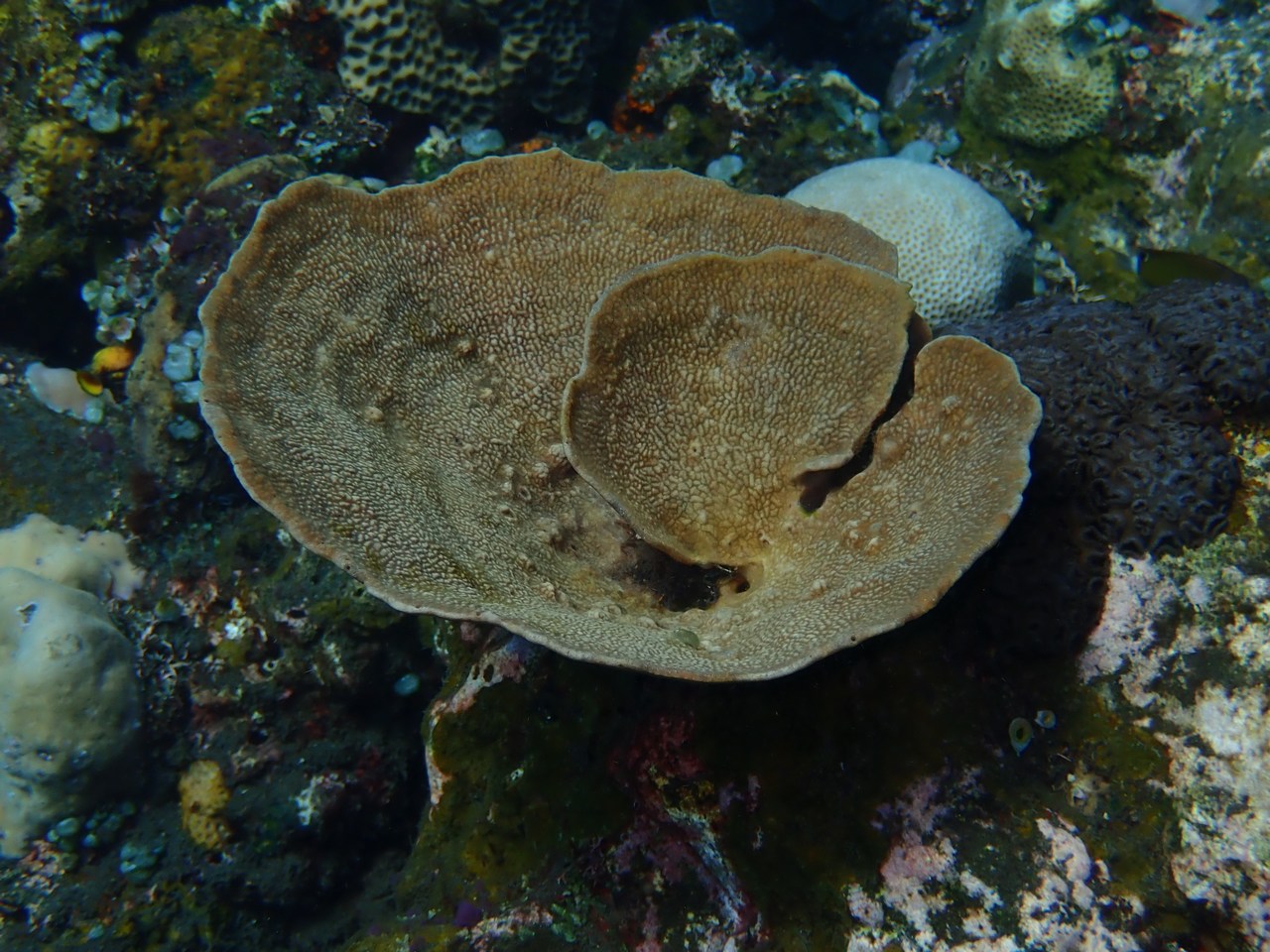Phyllospongia foliascens